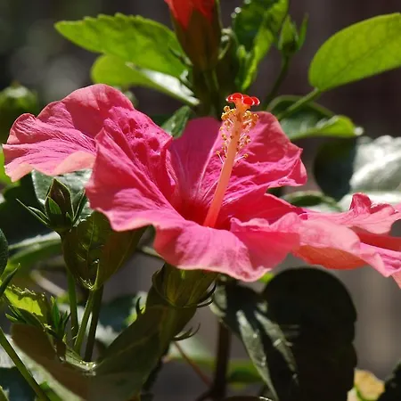 Bed and Breakfast Fiore Πέζαρο