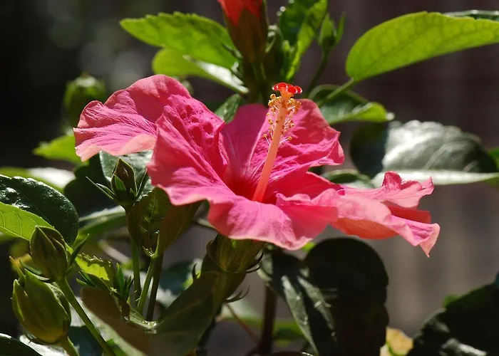 Oda ve Kahvaltı Fiore Pesaro